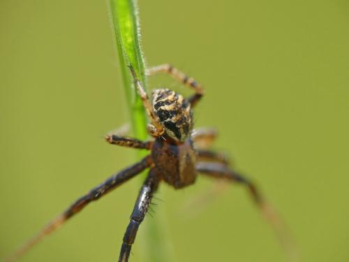 Xysticus sp.